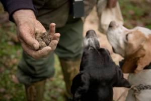 La Commissione Italiana per l’Unesco candida la “Cultura del tartufo” come Patrimonio Immateriale Unesco, a difesa di un sistema che, secondo Coldiretti, vale oltre mezzo miliardo di euro. L’esito della valutazione è previsto nel 2019