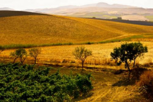 Limiti strutturali e mercato “strozzano” il grano italiano, con i prezzi in picchiata da Nord (24 euro al quintale a Bologna) al Sud (19 euro al quintale a Foggia). Domani il cerealicolo sul tavolo del Ministero, e Coldiretti scende in piazza
