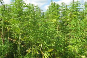 Via libera della Camera alla proposta di legge sulla coltivazione e somministrazione della cannabis ad uso medico, per Coldiretti si tratta di un’opportunità che può generare un giro d’affari da 1,4 miliardi di euro e oltre 10.000 posti di lavoro