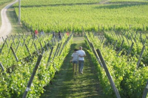 Paesaggi mozzafiato, cantine storiche e ulivi pugliesi: nell&rsquo;anno di Expo Milano 2015, &ldquo;Cantine Aperte&rdquo; (30-31 maggio), l&rsquo;evento by Movimento Turismo del Vino punta anche sulla sostenibilit&agrave; con oltre 700 aziende che apriranno le porte ai winelovers