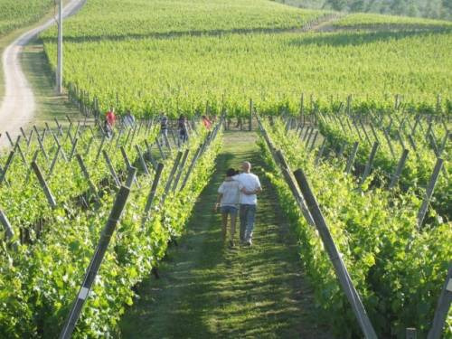 Cantine Aperte 2015, l’evento griffato Mtv Italia, che porterà i winelovers in oltre 700 aziende italiane