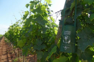 VINO, TURISMO E FANTASIA ... RENDEZ-VOUS IN 1.000 CANTINE ALLA SCOPERTA DELL’ITALIA DA BERE. DALLE ESPERIENZE ENOMUSICALI ALLA PITTURA VINOSA, DAL CHARITY AL WINE SAFARI, IL 26 MAGGIO È “CANTINE APERTE” BY MTV. FOCUS: LA TOP 6 BY WINENEWS