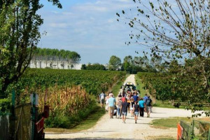 Enoturismo in tempo di raccolta delle uve: con &ldquo;Cantine Aperte in Vendemmia&rdquo; del Movimento Turismo del Vino, oltre 150 aziende di tutta Italia condividono con gli appassionati il momento clou in cui nascono i grandi vini italiani (dal 2 settembre)