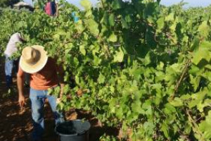 Primo taglio di grappoli nell&rsquo;Italia del vino: ieri alle Cantine Settesoli in Sicilia &egrave; iniziata la vendemmia del Pinot Grigio. Durer&agrave; circa 15 giorni, &egrave; tutta manuale, nel vigneto pi&ugrave; grande d&rsquo;Europa tra Menfi, Montevago, Santa Margherita di Belice