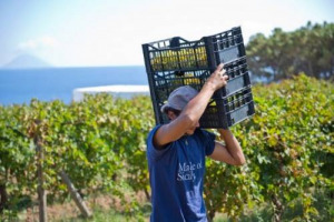 La vendemmia 2015 entra nel vivo, e l&rsquo;ottimismo prevale tra molti dei produttori pi&ugrave; importanti d&rsquo;Italia, sentiti da WineNews. Dal Nord al Sud, l&rsquo;aspettativa sulla qualit&agrave; &egrave; molto alta, anche grazie ad un meteo particolarmente favorevole
