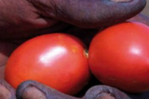 “AGROMAFIE E CAPORALATO”: ALLARME NAZIONALE. 400.000 LAVORATORI OGNI GIORNO NEI CAMPI ITALIANI, PER 12 ORE A STIPENDI DA FAME: È L’AMARA FOTOGRAFIA SCATTATA DAL RAPPORTO “AGROMAFIE E CAPORALATO”, PROMOSSO DALL’“OSSERVATORIO PLACIDO RIZZOTTO”