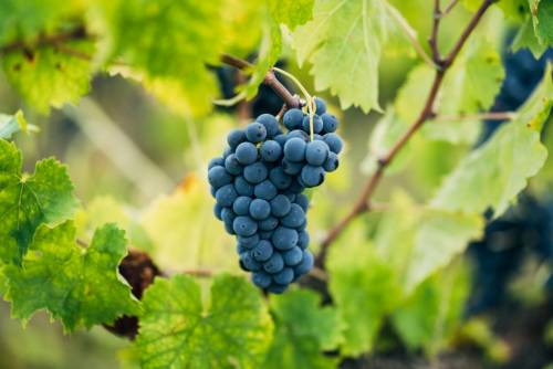 The Sagrantino grape