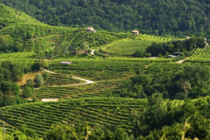 Unesco, prima bocciatura al dossier de “Le colline del prosecco di Conegliano e Valdobbiaddene”