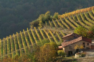 Esclusiva Winenews: Roberto Conterno (Monfortino) compra vigneti a Barolo nel cru Arione (Serralunga d&rsquo;Alba) di Gigi Rosso. Ultimo passaggio di mano &ldquo;interno&rdquo; in un territorio dove pochissimi vendono, a quotazioni stellari (oltre 1 milione ad ettaro)