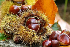 Dopo anni difficili e di scarsi raccolti per malattie e clima, torna a crescere la produzione di castagne made in Italy: 20 milioni di chili nel 2015, 20% sul 2014. In Italia 12 tra Dop e Igp, ma occhio al tarocco dall’estero. Così Coldiretti