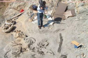 LA PIU’ GRANDE E ANTICA BALENA FOSSILE MAI RINVENUTA IN ITALIA E NEL BACINO DEL MEDITERRANEO DORMIVA TRA LE VIGNE DI MONTALCINO. LO SCHELETRO DI UN CETACEO DI 5 MILIONI DI ANNI TRA I FILARI DEL FAMOSO BRUNELLO