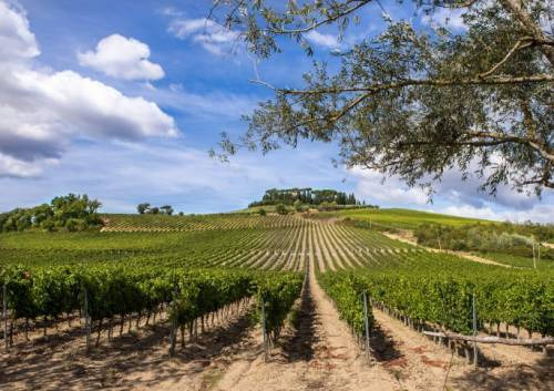 Il cuore pulsante della Cecchi è Villa Cerna, la storica Tenuta nel Chianti Classico, a Castellina in Chianti, di proprietà della famiglia
