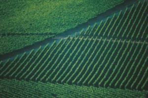 CHIANTISHIRE? NON SOLO: IL TERROIR DEL CHIANTI CLASSICO &ldquo;PARLA&rdquo; LE LINGUE DI MEZZA EUROPA E I WINE LOVERS LO ELEGGONO &ldquo;TERRITORIO DELL&rsquo;ANNO&rdquo;, TRA LE METE PI&Ugrave; AMATE. AD INCORONARLO &ldquo;MUSKANKARNA&rdquo;, IL PI&Ugrave; GRANDE CLUB DI AMANTI DEL BUON BERE AL MONDO