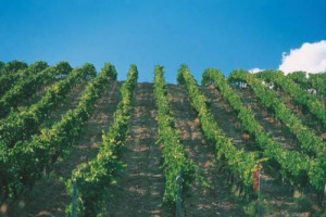 VINO, QUANTO MI COSTI: IL MAGAZINE BRITANNICO &ldquo;DECANTER&rdquo; PUNTA IL DITO SUL MODELLO ECONOMICO DEL CHIANTI CLASSICO, INCAPACE NELLA MAGGIORANZA DEI CASI, SECONDO L&rsquo;ENOLOGO ALBERTO ANTONINI, DI RECUPERARE I COSTI DI PRODUZIONE