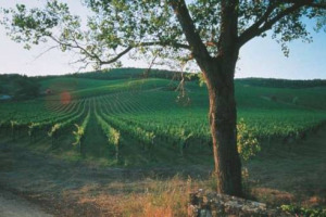 Con il decreto della Regione, diventa realt&agrave; il Distretto Rurale del Chianti: sette Comuni, la Fondazione per la tutela del Territorio del Chianti Classico e i Consorzi del &ldquo;Gallo Nero&rdquo; e dell&rsquo;Olio Dop Chianti Classico uniti per la promozione