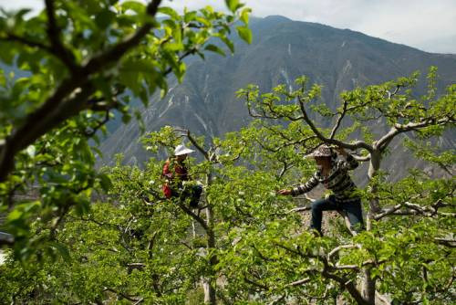 In Cina uomini impollinatori al posto delle api