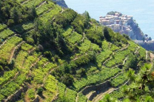 LADRI ENOICI ALLE CINQUE TERRE: SPARITI 650 QUINTALI DI UVA PER LA PRODUZIONE DELLO SCIACCHETR&Agrave;, IL PREZIOSO PASSITO DOC, RICONOSCIUTO COME PRESIDIO SLOW FOOW E TANTO APPREZZATO DAL PRESIDENTE DEGLI USA, BARACK OBAMA AL G8