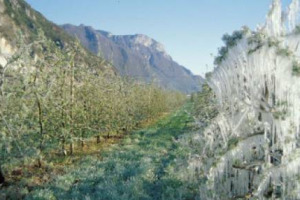 Global warming: nel bacino del Mediterraneo la risposta &egrave; nelle variet&agrave; resistenti a stress idrico e alte temperature, ma non per tutti &egrave; un problema, come raccontano i protagonisti del mondo enoico, da Dubourdieu a Ernst Loosen e Miguel Torres