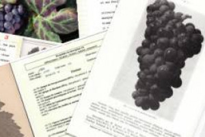 Rendere fruibile, gratuitamente e online, la collezione ampelografica cartacea del Domaine de Vassal: 670.000 documenti, tra descrizioni ed immagini, dal XIX secolo ad oggi, da digitalizzare, per un investimento, pagato dai vigneron, di 470.000 euro