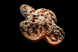 Pasqua nel segno della trazione, gli italiani scelgono ancora le Colombe artigianali: i dati della Cna rivelano che 4 famiglie su 10 la sceglieranno come da tradizione, con lievito madre. Il settore raggiungerà i 10 milioni di euro sotto le feste