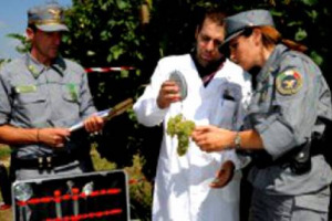Con la vendemmia 2014 partita in questi giorni in Italia, non solo forbici e cassette tra i filari: oltre 400 ispettori dell&rsquo;Icqrf del Ministero delle Politiche Agricole al lavoro, da oggi, in tutto il Belpaese, per garantire una vendemmia &ldquo;regolare&rdquo;
