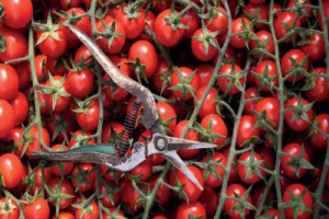 L’impegno di Coop, leader della gdo italiana, contro il lavoro nero approda alla Camera dei Deputati a Roma, con la mostra “La buona terra”. 20 foto, per dimostrare che si può lavorare in condizioni di legalità e rispetto dei diritti (10-24 febbraio)