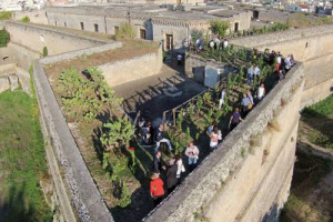 Un vigneto in un castello: sul bastione ovest del Castello di Copertino in Puglia sono stati messi a dimora altri 100 ceppi di Negroamaro Precoce, dopo 100 viti gi&agrave; impiantate nel 2014. &Egrave; il progetto &ldquo;Il Vigneto sul Castello&rdquo; della Cantina Cupertinum