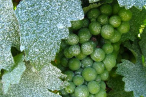 Anche i grappoli d&rsquo;uva, proprio come la pelle dell&rsquo;uomo, nei periodi in cui il sole picchia pi&ugrave; forte, si ustionano. Un problema particolarmente sentito in Australia, da dove arriva una soluzione alquanto originale: una crema solare per gli acini