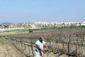 C&rsquo;&Egrave; UNA NUOVA STELLA NEL FIRMAMENTO ENOLOGICO, &Egrave; &ldquo;STAR OF BETHLEHEM&rdquo;, IL NUOVO BIANCO DELLA CANTINA CREMISAN, VICINO A GERUSALEMME. UN PROGETTO SOCIALE IN TERRA SANTA, CON LA COLLABORAZIONE DELL&rsquo;ENOLOGO RICCARDO COTARELLA