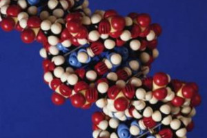 Ricercatori italiani del Cnr e dell&rsquo;Universit&agrave; di Verona identificano per la prima volta i geni responsabili della maturazione della Corvina, uva base dell&rsquo;Amarone. Lo studio pubblicato sulla prestigiosa rivista &ldquo;The Plant Cell&rdquo;