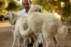 IL PIONIERE DEL PROCESSO DI RINNOVAMENTO E DI ORIENTAMENTO ALLA QUALITÀ DELLA VITIVINICOLTURA SICILIANA, DIEGO PLANETA, A CAPO DI ASSOVINI SICILIA, IL “GRUPPO DI TESTA” DELLE CANTINE SICILIANE