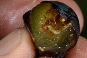 &ldquo;Drosophila suzukii&rdquo;, il moscerino che sta creando nuovi grattacapi ai produttori di vino. A WineNews Leonardo Valenti, docente di Viticoltura dell&rsquo;Universit&agrave; di Milano: &ldquo;arrivata nel 2009, per ora non ha fatto grossi danni. Situazione monitorata&rdquo;