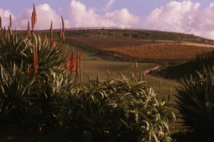 Marchi aziendali e denominazioni, le due anime del sistema vitivinicolo italiano. Che talvolta entrano in conflitto: dalla Sicilia il caso della Duca di Salaparuta vs il Consorzio Vini Doc Salaparuta, per questione di brand (rumors)