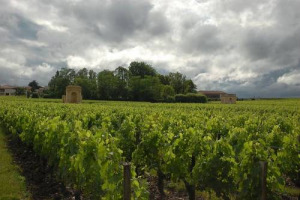 A Ch&acirc;teau Latour anche i 47 ettari dello storico vigneto &ldquo;L&rsquo;Enclos&rdquo; convertiti al biologico: l&rsquo;azienda della sottozona di Pauillac ha iniziato il suo programma &ldquo;verde&rdquo; nel 1990, reintroducendo, nel 2008, i cavalli per la lavorazione dei terreni