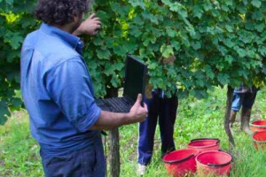 Il settore vinicolo italiano si espande, affronta nuove sfide e cerca sempre maggiore professionalit&agrave;: l&rsquo;Universit&agrave; di Napoli Federico II risponde con l&rsquo;attivazione di una Laurea Magistrale in Scienze Enologiche. Coordinatore, il professor Luigi Moio