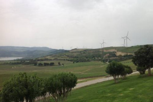 EOLO &ldquo;CONTRO&rdquo; BACCO: &ldquo;PRIMITIVO DI MANDURIA E SALICE SALENTINO MESSI A RISCHIO DALL&rsquo;AVANZATA SELVAGGIA DI PARCHI EOLICI&rdquo;. L&rsquo;ALLARME LANCIATO DA ANGELO MACI, PRESIDENTE DEL CONSORZIO DEL SALICE SALENTINO. IL 16 MAGGIO &ldquo;MEETING&rdquo; A CANTINA DUE PALME