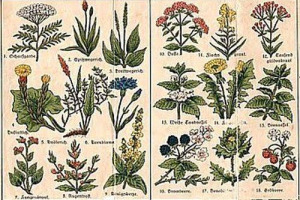 Le erbe spontanee sono caratteristiche dell’area mediterranea, in molti casi anche della tradizione culinaria. Se ne accorge l’alta cucina, con le erbe spontanee nei piatti dei grandi chef, ma anche i gourmand del Belpaese, tra sagre ed eventi