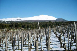 L&rsquo;ETNA NON &Egrave; UNA MODA MA UN VERO E PROPRIO TERROIR DESTINATO A STARE CON I PI&Ugrave; GRANDI. LO DICONO LE SUE CARATTERISTICHE, LO PENSA ATTILIO SCIENZA E LO RACCONTANO I PRODUTTORI PI&Ugrave; IMPORTANTI DELLA ZONA. FOCUS: LA SICILIA DEL VINO ...