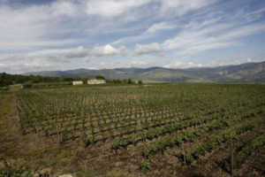 PRIMO COMPLEANNO DI TERRAZZE DELL&rsquo;ETNA ... PER NINO BEVILACQUA, INGEGNERE IN VIGNA, PER FARE VINO CI VUOLE &ldquo;INCOSCIENZA RAZIONALE&rdquo; E &Egrave; INSIEME CULTURA, INVESTIMENTO, RELAZIONI. E L&rsquo;ENOLOGO COTARELLA CONFESSA QUANTO SI STA DIVERTENDO SULL&rsquo;ETNA