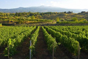 Nella Sicilia &ldquo;continente vinicolo&rdquo; dalla tante anime, vitigni e territori, &egrave; sotto i riflettori il fenomeno &ldquo;Etna&rdquo;. Analizzato da WineNews attraverso numeri, prospettive e i 10 migliori assaggi dei vini del vulcano alla prova del calice