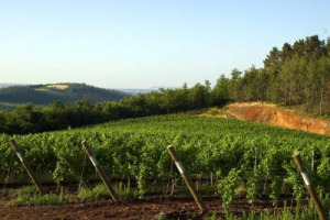 IL MONDO DEL VINO E IL FUTURO: LE NICCHIE NON SONO PI&Ugrave; SUFFICIENTI A GARANTIRE UN FUTURO PER TUTTI, C&rsquo;&Egrave; BISOGNO DI AGGREGAZIONE. E&rsquo; QUESTO IL MESSAGGIO DELL&rsquo;ANALISI DI ADRIANO TOMBA - RESPONSABILE LABORATORIO DELLE IMPRESE - BANCO POPOLARE