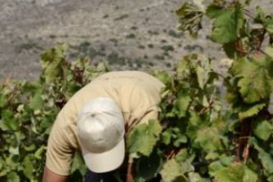 LA VENDEMMIA 2011? BUONA, MA NON DA RICORDARE, SOPRATTUTTO ANTICIPATA E DAL CALO PRODUTTIVO DIFFUSO. DA NORD A SUD I PARERI DI MOLTI FRA I PI&Ugrave; IMPORTANTI PRODUTTORI E TECNICI. FOCUS SUI TERRITORI. LE DUE &ldquo;FACCE&rdquo; DELLA RACCOLTA DELLE UVE