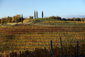 25 milioni di euro in pi&ugrave; per investimenti e ristrutturazione dei vigneti, mentre le &ldquo;assicurazioni uva da vino&rdquo; passano dall&rsquo;Ocm ai Psr: in Stato-Regioni via libera al Piano Nazionale di Sostengo per 2019-2023, annunciano le Cooperative