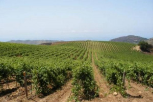 Confiscate al boss mafioso Michele Greco, le terre di Feudo Verbumcaudo in Sicilia sono ora un presidio di legalit&agrave;, e rinascono grazie al vino: &egrave; qui che, nel vigneto &ldquo;Placido Rizzotto&rdquo;, volontari e istituzioni hanno vendemmiato per la prima volta