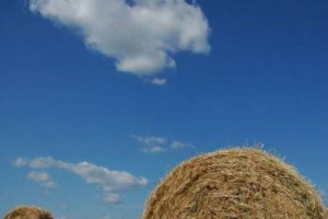 L’ORIGINE DEL BATTERIO E.COLI SI TROVA IN UNA PARTITA DI FIENO GRECO IMPORTATO TRA IL 2009 E IL 2011 DALL’EGITTO: LA CONFERMA ARRIVA DALL’ECDC-EUROPEAN CENTER FOR DISEASES PREVENTION & CONTROL. E L’UE VIETA ULTERIORI IMPORTAZIONI