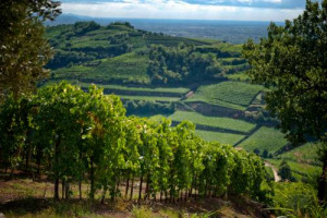 Economia, ambiente, arte, politica: il 2017 del vino italiano &egrave; stato un anno ricco di fatti e novit&agrave;. Da ripercorrere insieme a WineNews, a spasso tra acquisizioni, export, classifiche e tendenze che hanno dato un volto nuovo all&rsquo;Italia enoica