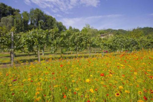Vinitaly 2016 - Analisi Winenews: nell&rsquo;ultimo mezzo secolo, l&rsquo;incremento di valore di un ettaro di vigneto a Brunello &egrave; del 2.474%, ad Amarone del 1.357%, a Barbaresco del 257%, a Barolo del 206% e a Chianti Classico del 129%