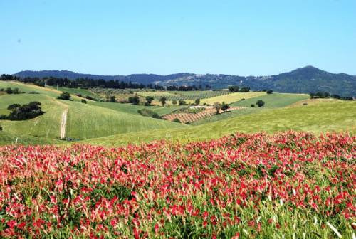 Fioritura nel territorio del Chianti Colli Fiorentini