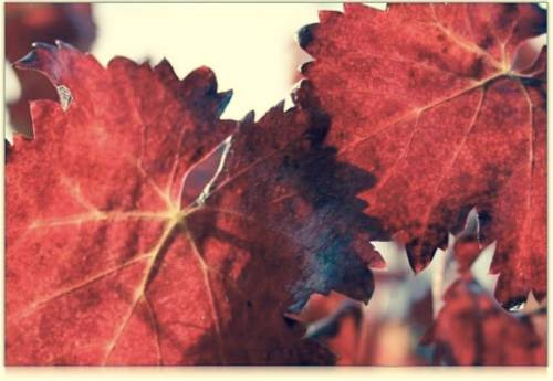Le foglie rosse del Sagrantino