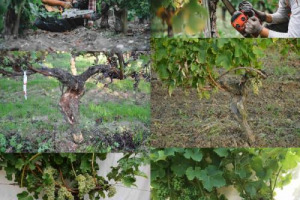 Contro il mal dell&rsquo;esca una &ldquo;cura&rdquo; di precisione che salva oltre il 90% delle viti malate: ecco la &ldquo;dendrochirurgia&rdquo;, tecnica antica e oggi riscoperta e modernizzata da Simonit&Sirch Preparatori d&rsquo;uva. &ldquo;&Egrave; come quando un dentista cura la carie&rdquo;